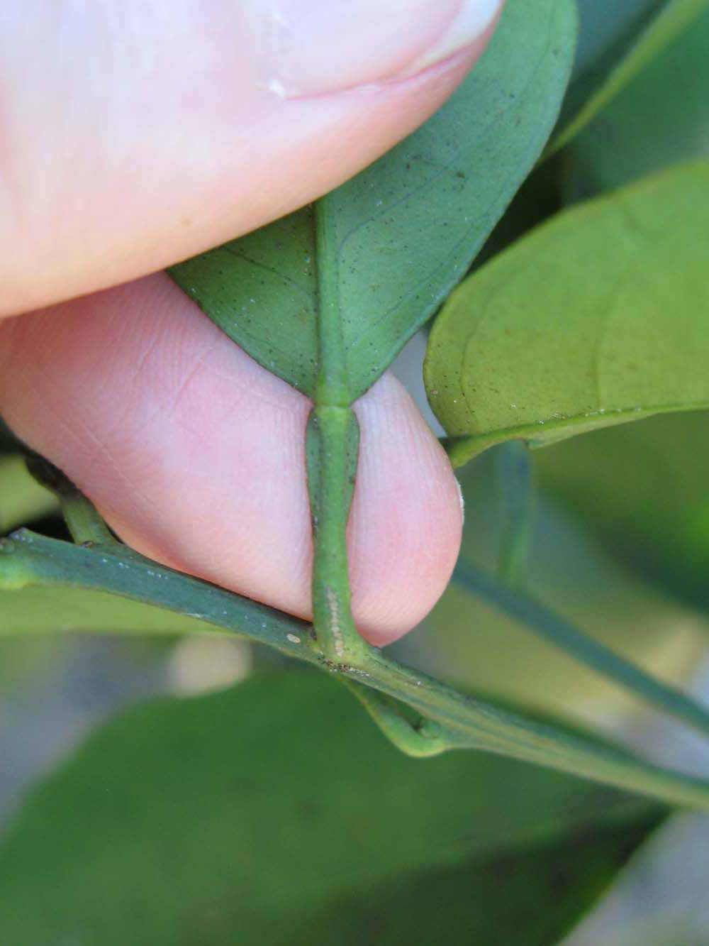              Petiole (Winter Haven, FL)       